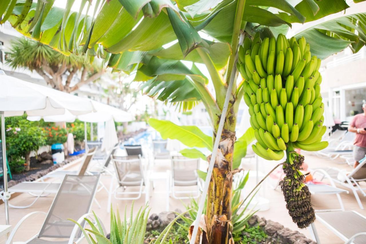 Adults Only Sunny Quiet Apartment In Center Of Las Americas อาโรนา ภายนอก รูปภาพ
